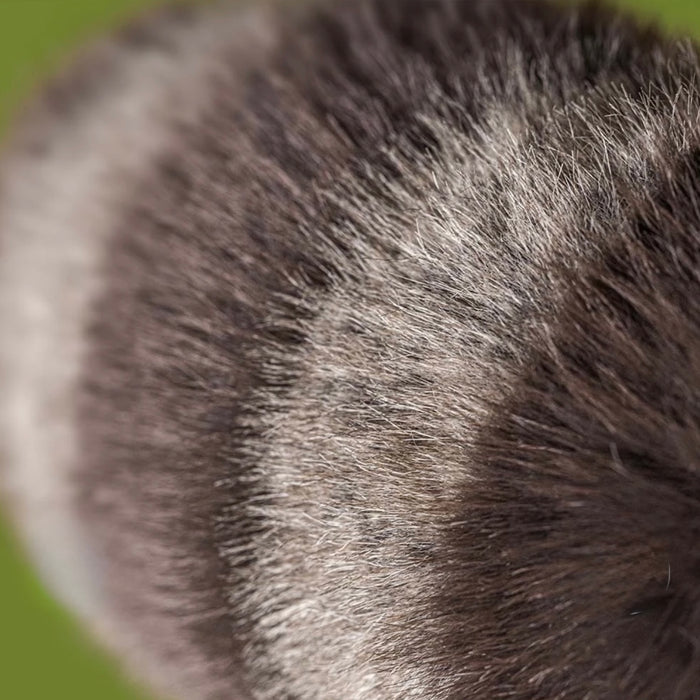 Trixiwoo Raccoon